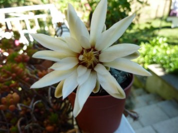 gymnocalycium quehlianum