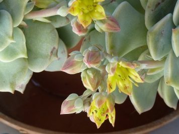 Graptoveria titubans