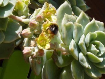 Graptoveria titubans