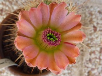 Echinocereus coccineus "Busek"