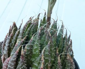 Aloe aristata