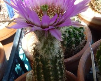 Echinocereus reichenbachii minor