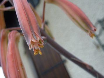 Aloe aristata