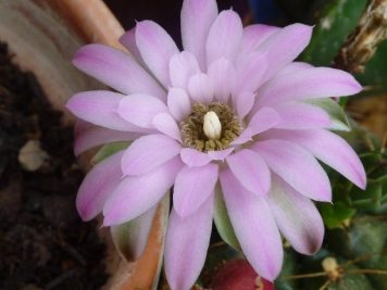 Gymnocalycium damsii var torulosum