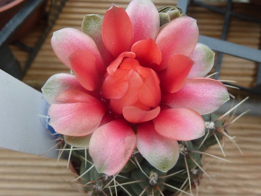 Gymnocalycium baldianum hybride rose 2014