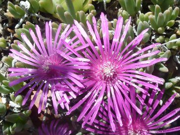 Delosperma cooperi