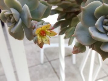 graptoveria titubans