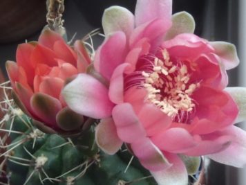 Gymnocalycium baldianum hybride rose 2014