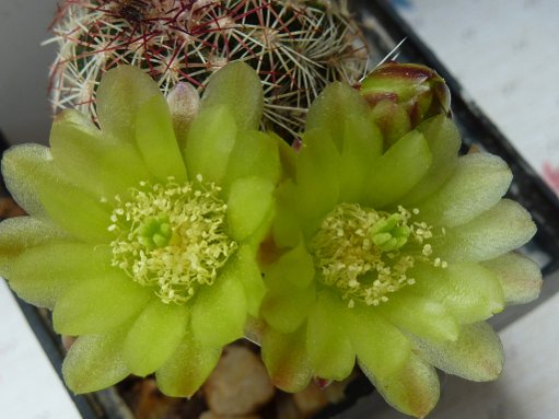 Echinopsis viridiflorus