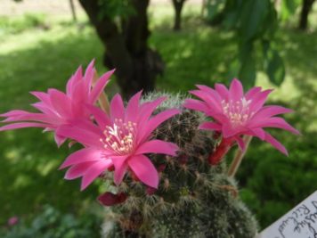 Rebutia sp4