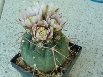 Gymnocalycium castellanosii v bozsingianum P205