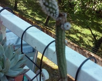 Echinocereus Poselgeri Wilcoxia