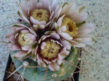 Gymnocalycium castellanosii v bozsingianum P205