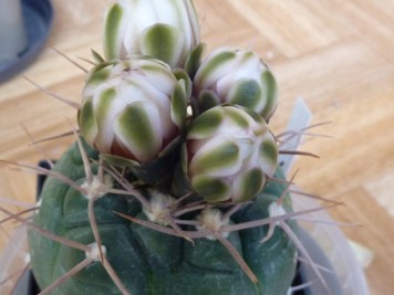 Gymnocalycium castellanosii v bozsingianum P205