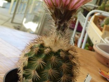 Echinocereus fitchii HK1277