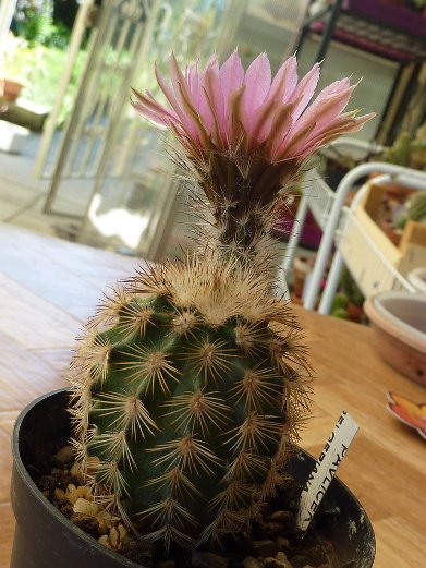 Echinocereus fitchii HK1277