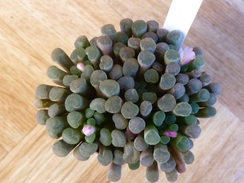 Frithia humilis