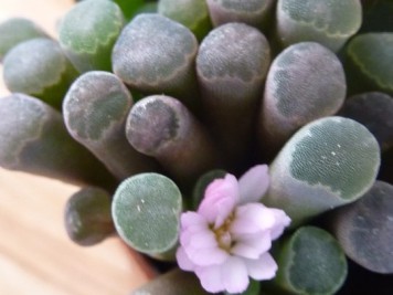 Frithia humilis