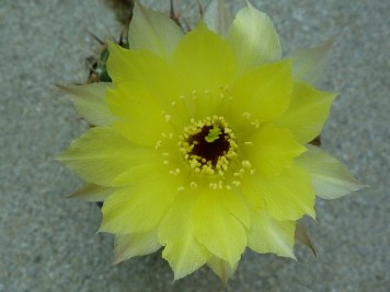 Echinopsis aurea