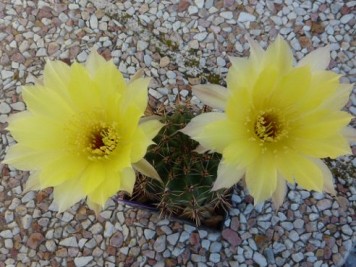 Echinopsis aurea