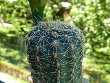 Gymnocalycium papschii VS160