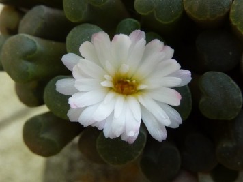 Frithia humilis