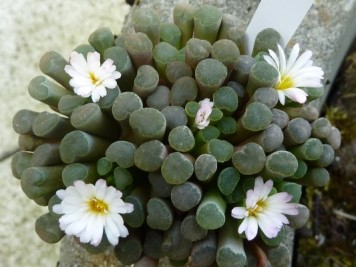 Frithia humilis