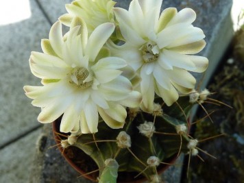 Gymnocalycium mihanovichii 3