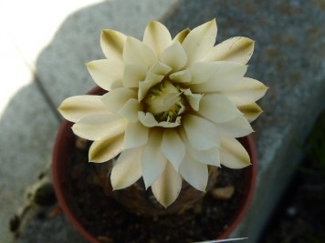 Gymnocalycium Ragonesei