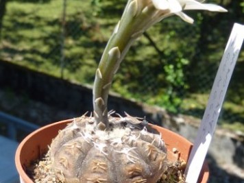 Gymnocalycium Ragonesei