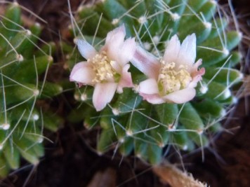 Mammillaria Painteri