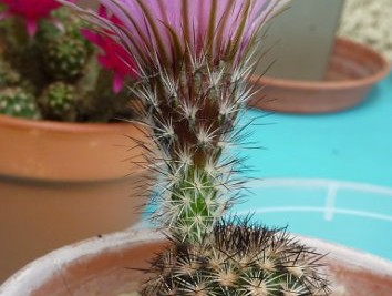 Echinocereus reichenbachii