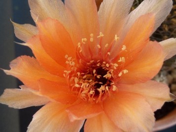 Echinopsis Tonita