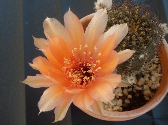 Echinopsis Tonita