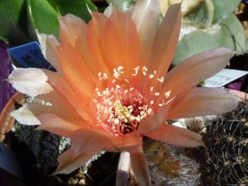 Echinopsis Tonita