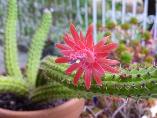 Cleistocactus Samaipatanus