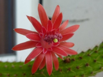 Cleistocactus Samaipatanus