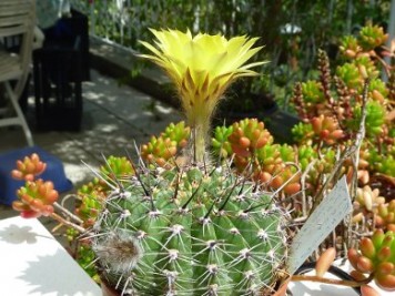 Echinopsis aurea var sierragrandensis