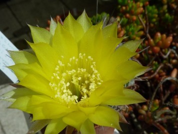 Echinopsis aurea var sierragrandensis