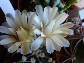 Gymnocalycium mihanovichii