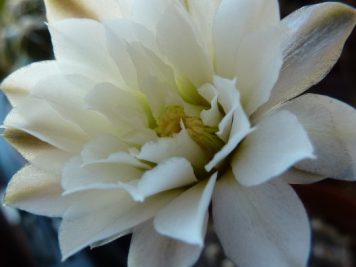 Gymnocalycium ragonesei