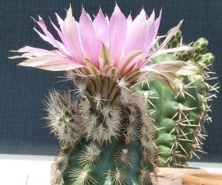 Echinocereus fitchii HK1277