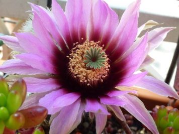 Echinocereus fitchii HK1277