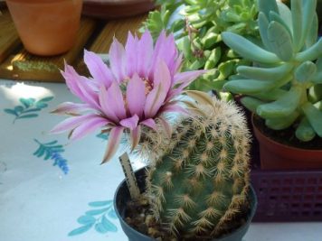 Echinocereus fitchii HK1277