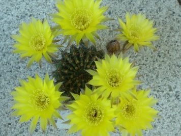 Echinopsis aurea var sierragrandensis