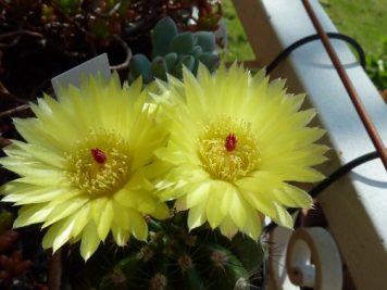 Parodia ottonis