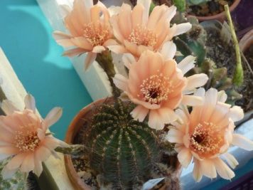 Echinopsis Tonita