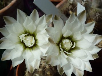 Gymnocalycium Ragonesei