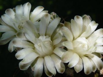 Gymnocalycium mihanovichii 2