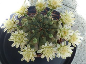 Gymnocalycium schickendantzii delaetii